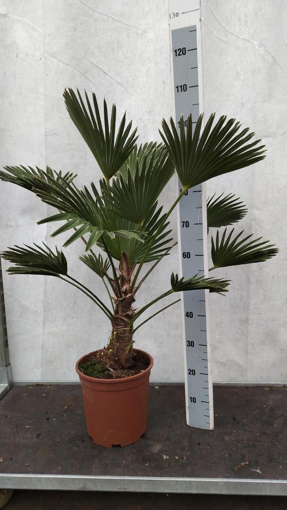 Trachycarpus wagnerianus Winterhard, Tuin en Terras, Planten | Tuinplanten, Overige soorten, Volle zon, Ophalen