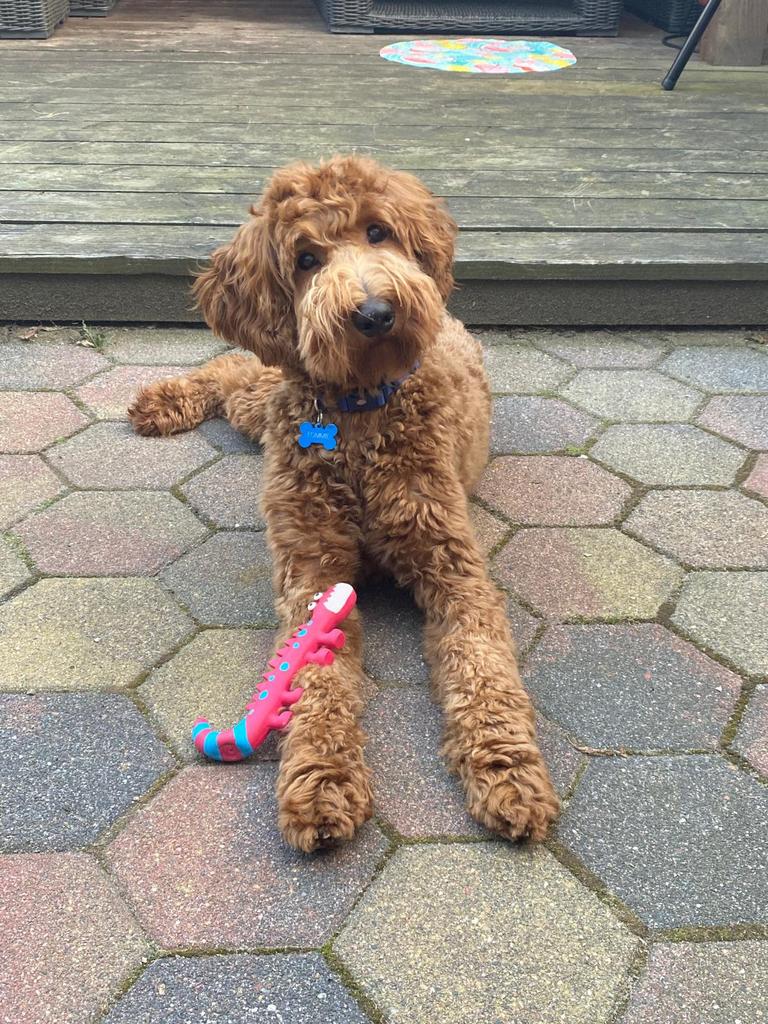 Dekreu Australian Labradoodle, Reu, 1 tot 2 jaar, Parvo, Eén hond