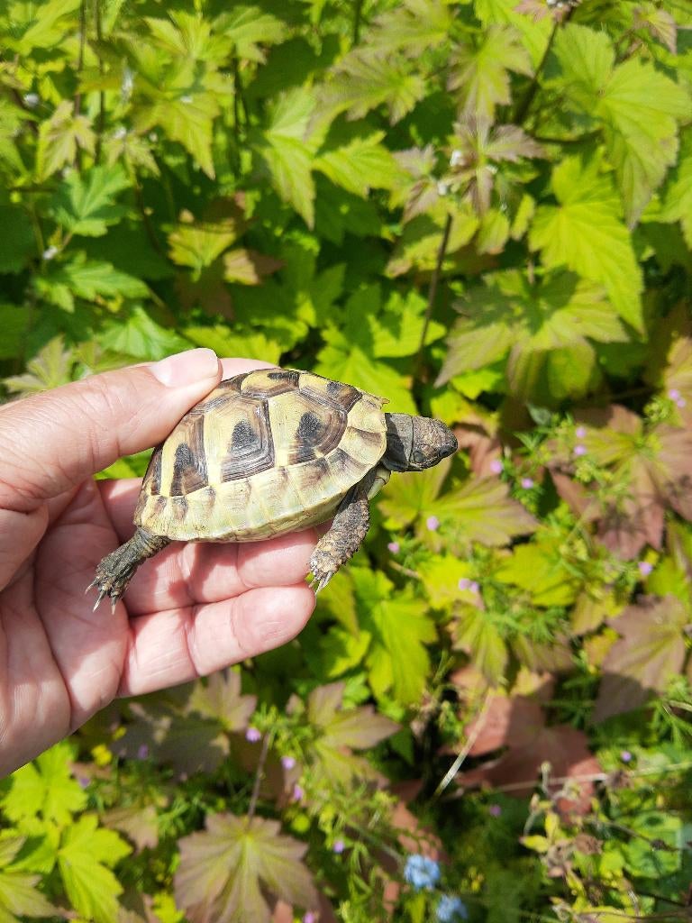 Landschildpad - Griekse landschildpadden - hobbykweker, Dieren en Toebehoren, Reptielen en Amfibieën, Schildpad, 0 tot 2 jaar