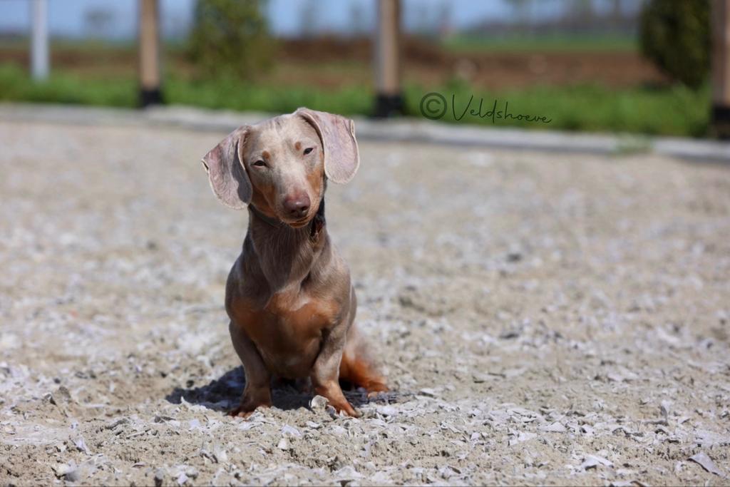 Isabella Tan dwerg teckel reu HD-a/ED-vrij/PL/vrij, Parvo, Reu, 1 tot 2 jaar, Eén hond