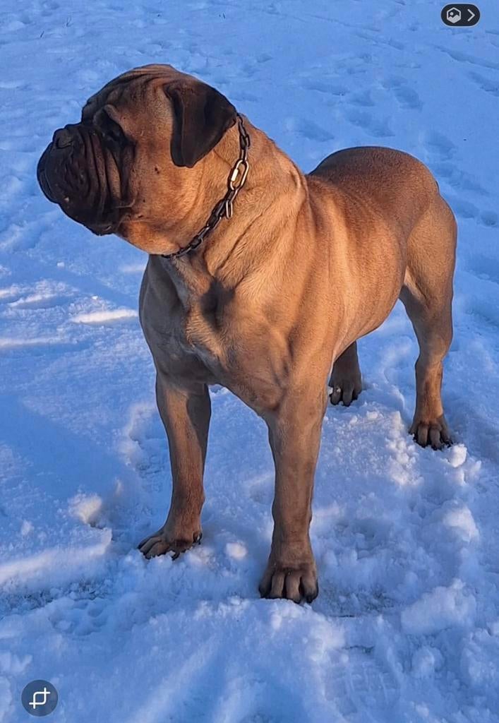 Bullmastiff Dekreu, Reu, Parvo, Eén hond, 3 tot 5 jaar