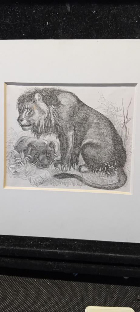 Mooie oude gravure van een stel leeuwen., Antiek en Kunst, Ophalen of Verzenden