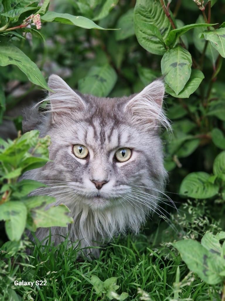 Dek kater met stamboom niet te koop