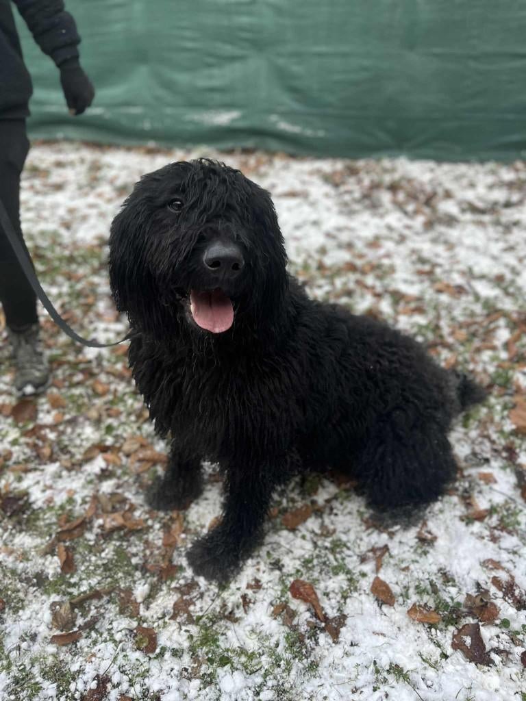 Bouvier Dekreu, Nederland, Reu, Parvo, Eén hond