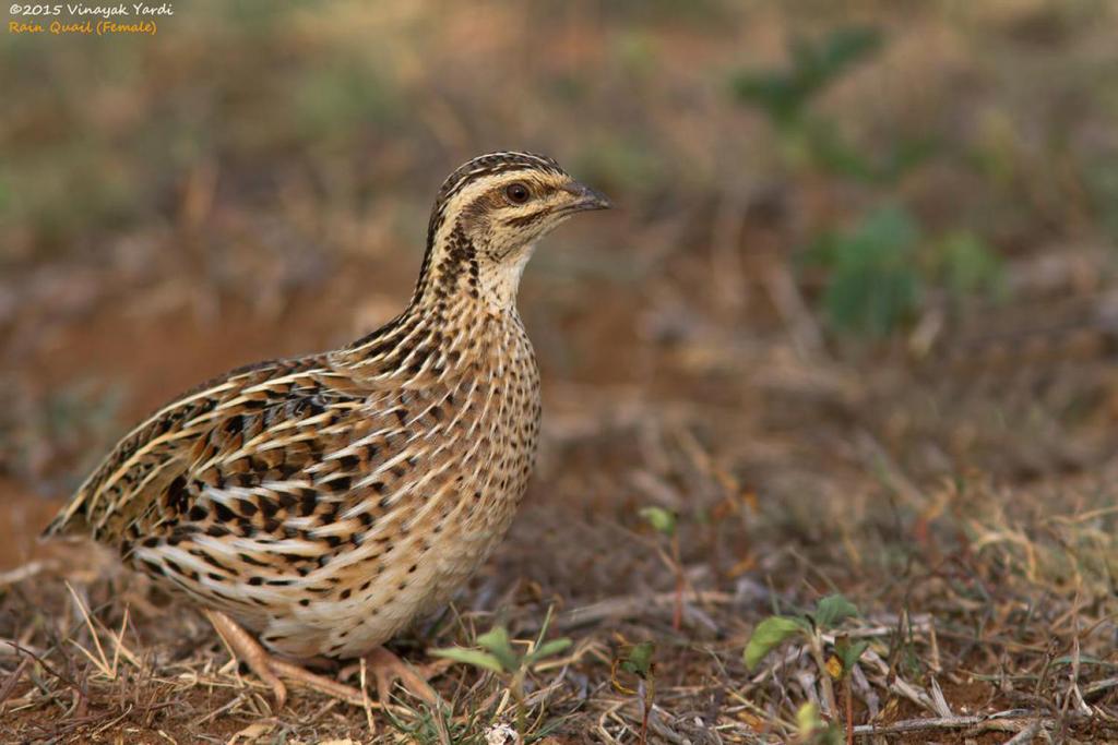 Coromandel/regenkwartel, Dieren en Toebehoren, Vogels | Overige Vogels, Vrouwelijk