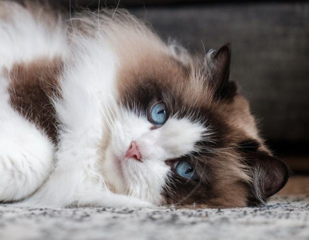 Ragdoll dek kater met stamboom, Dieren en Toebehoren, Kater