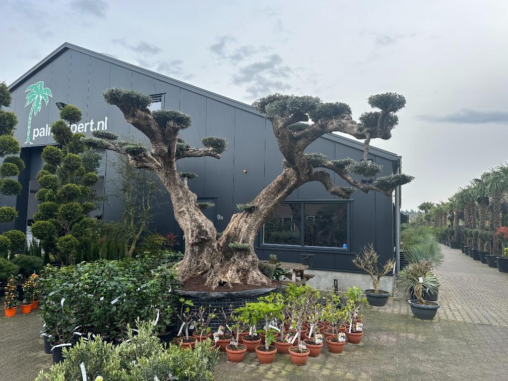 Olijfbomen met grillige stammen te koop!!! ( Olijfboom ), Ophalen of Verzenden, 100 tot 250 cm, Olijfboom, Zomer