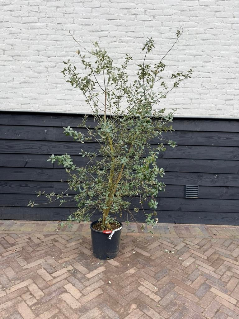 Meerstammige kurkeik quercus suber, Volle zon, 100 tot 250 cm, Zomer, Overige soorten