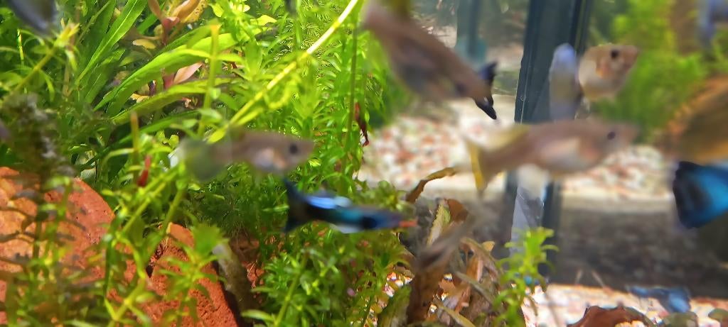 raszuivere blue moscow guppen, Vis, Zoetwatervis