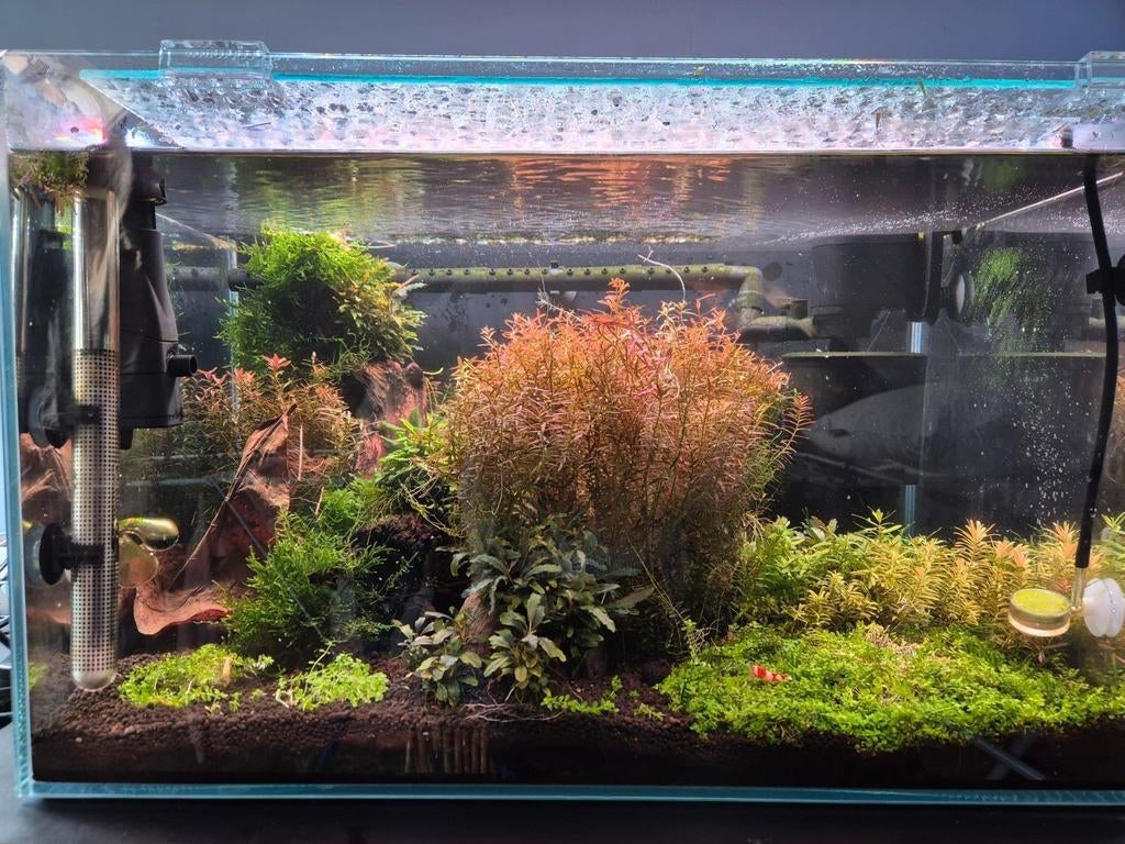 Verschillende stekken aquariumplanten en mossen, Dieren en Toebehoren, Vissen | Aquaria en Toebehoren, Ophalen of Verzenden, Nieuw