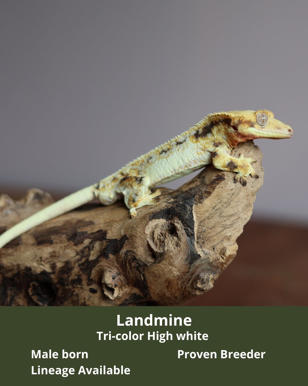 Mooie High White Tri-Color Wimpergekko Man 1.0 Proven Crested Gecko - male for sale from MaRa81