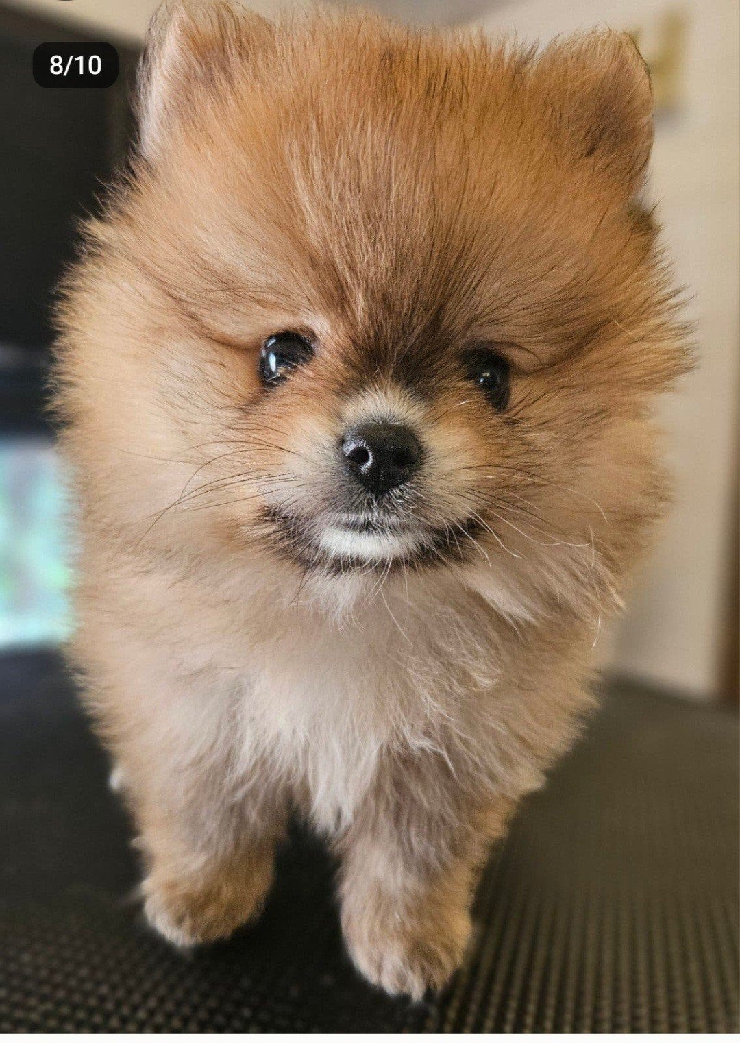 supermooi pomeriaan teefje, Parvo, 8 tot 15 weken, Teef, Eén hond