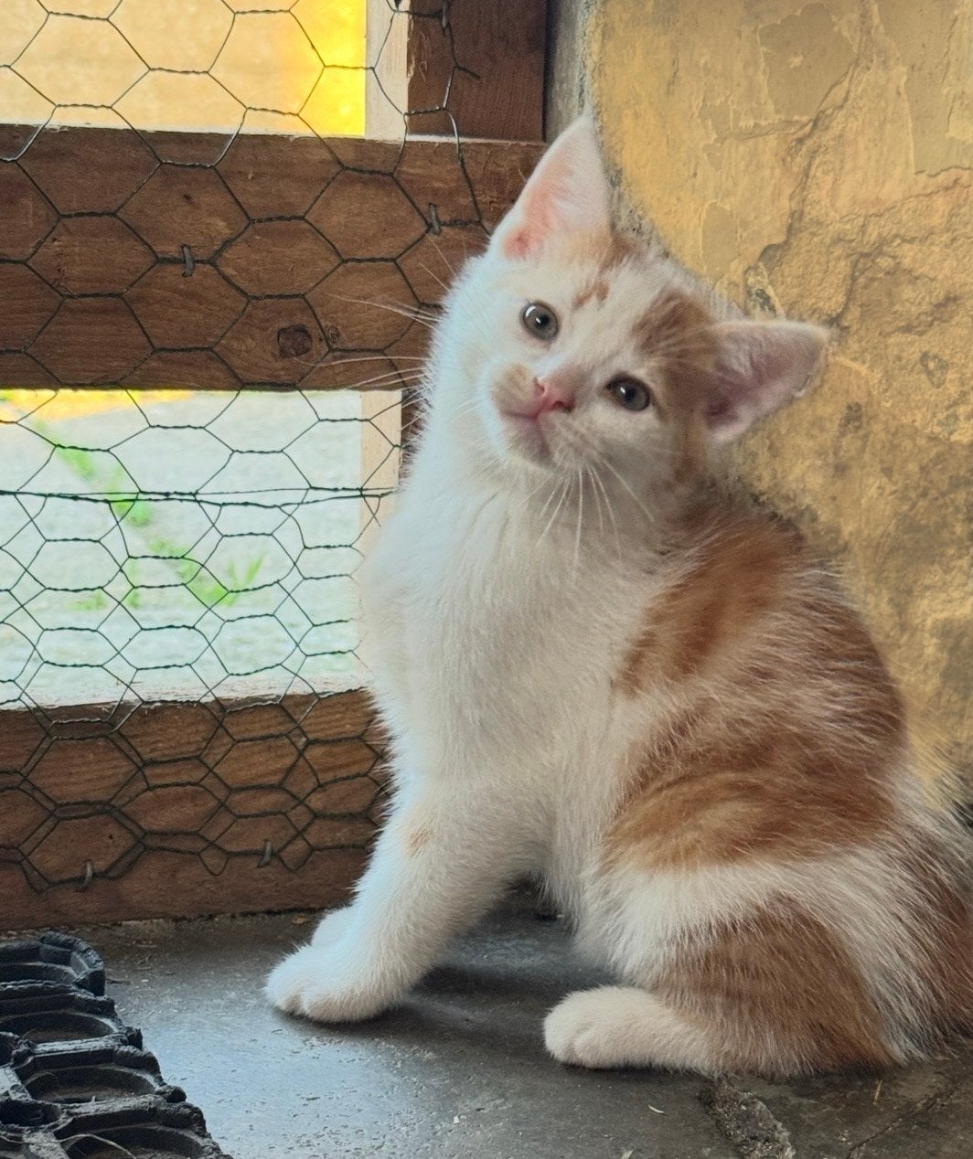 Boerderij kitten rood/wit Kater, 0 tot 2 jaar