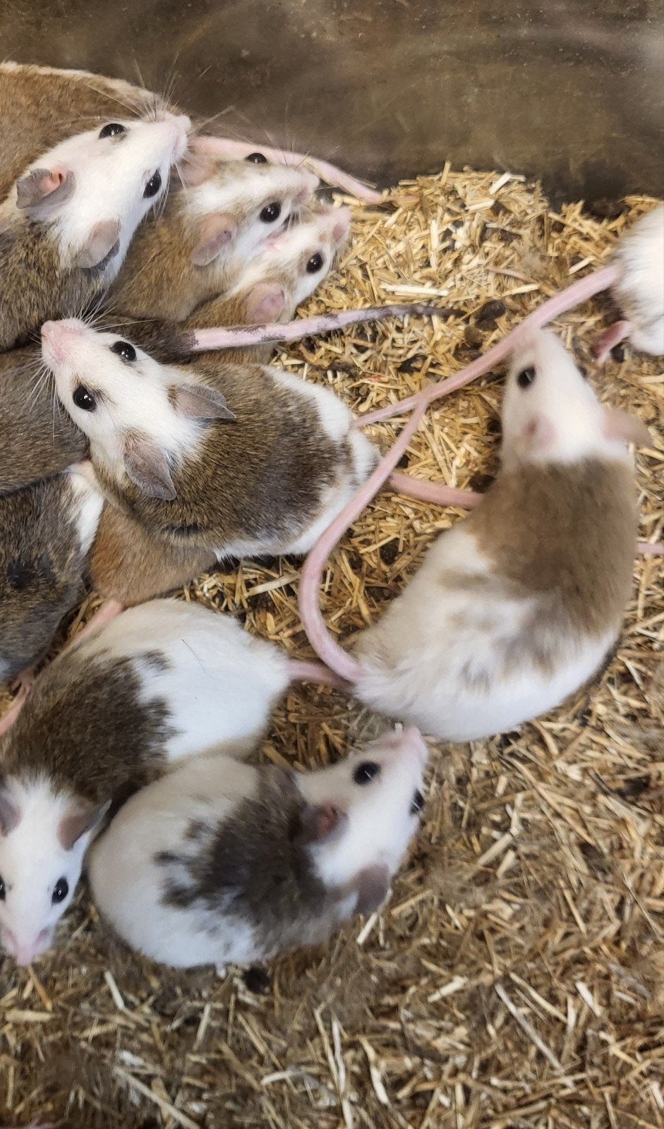 muizen, April, Meerdere dieren