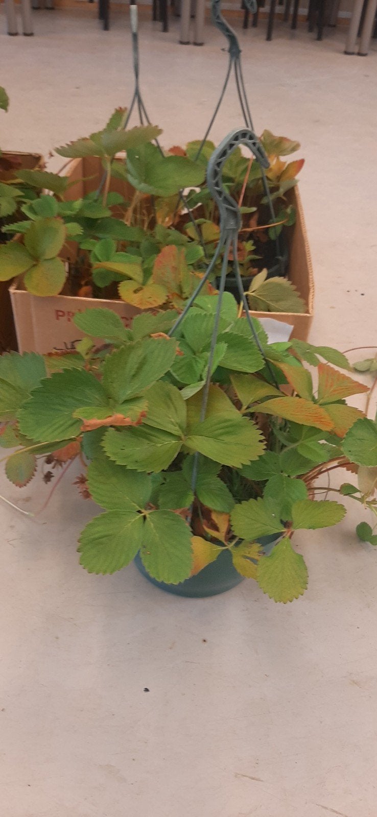 Hangpot aardbeien doordrager - bijna gratis, Volle zon, Vaste plant, Ophalen of Verzenden, Zomer