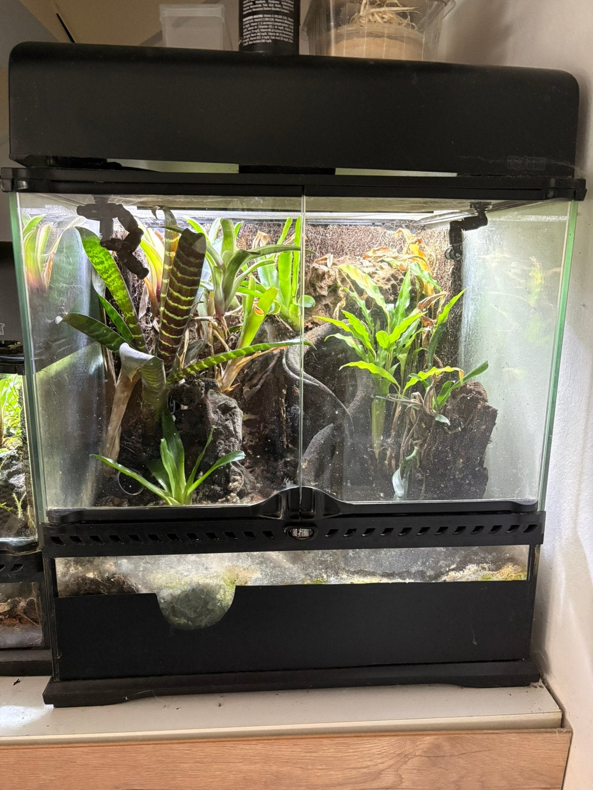 Exo terra terrarium met 3 P. Vitatus, Ophalen, Gebruikt, Terrarium of Paludarium