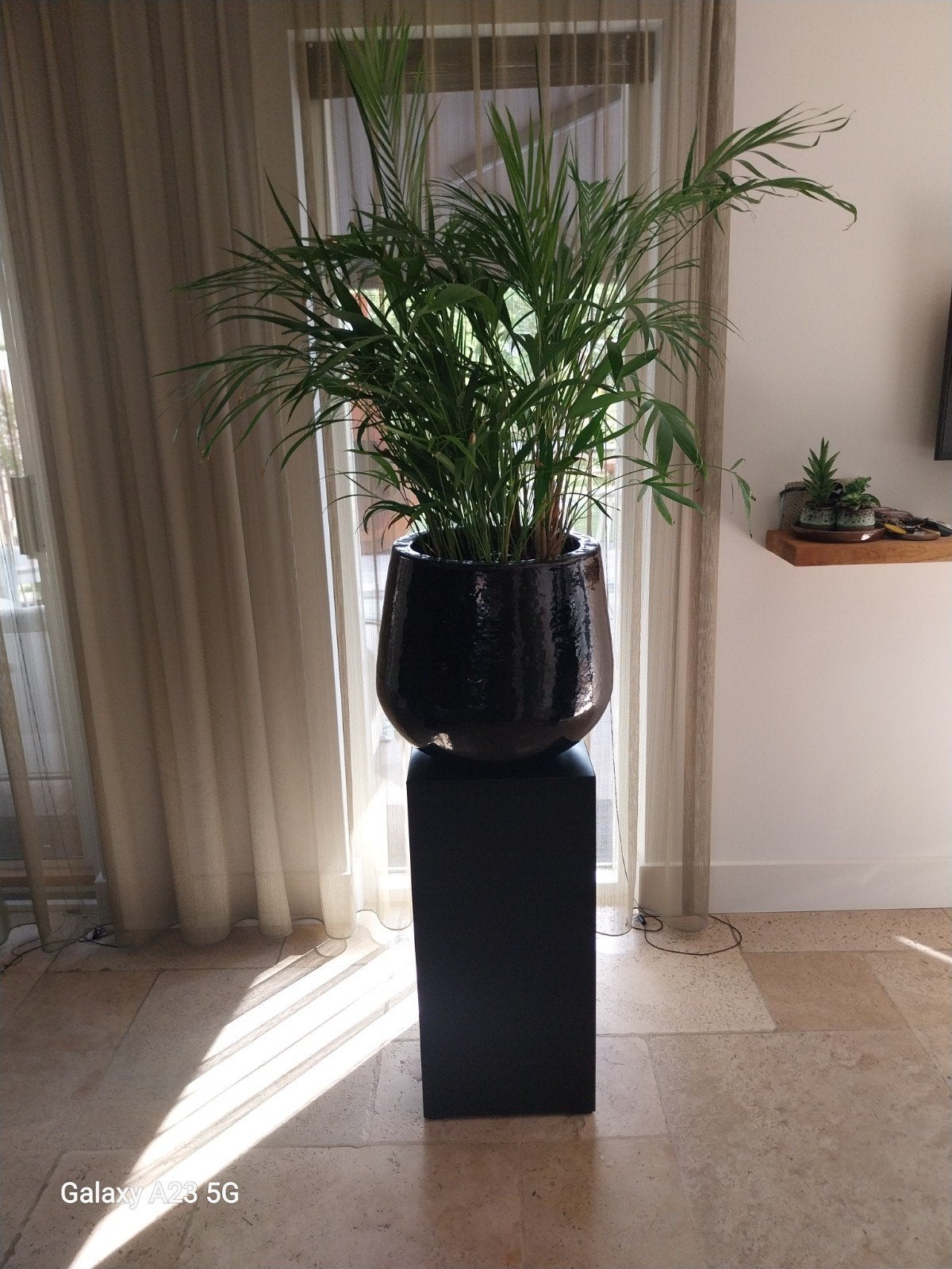 2 complete grote planten potten , met plant en zuil., Palm, In pot, 150 tot 200 cm, Groene kamerplant