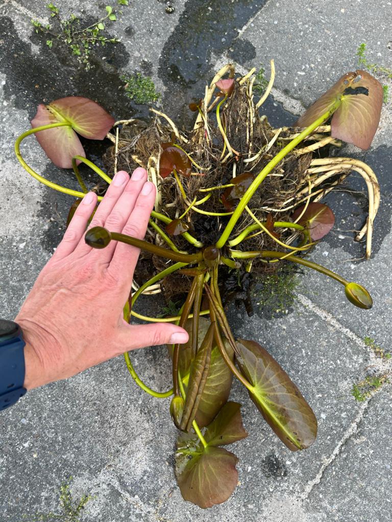 Waterlelie (Nymphaea) - Ideaal voor vijvers en waterpartijen, Tuin en Terras, Vijvers, Ophalen