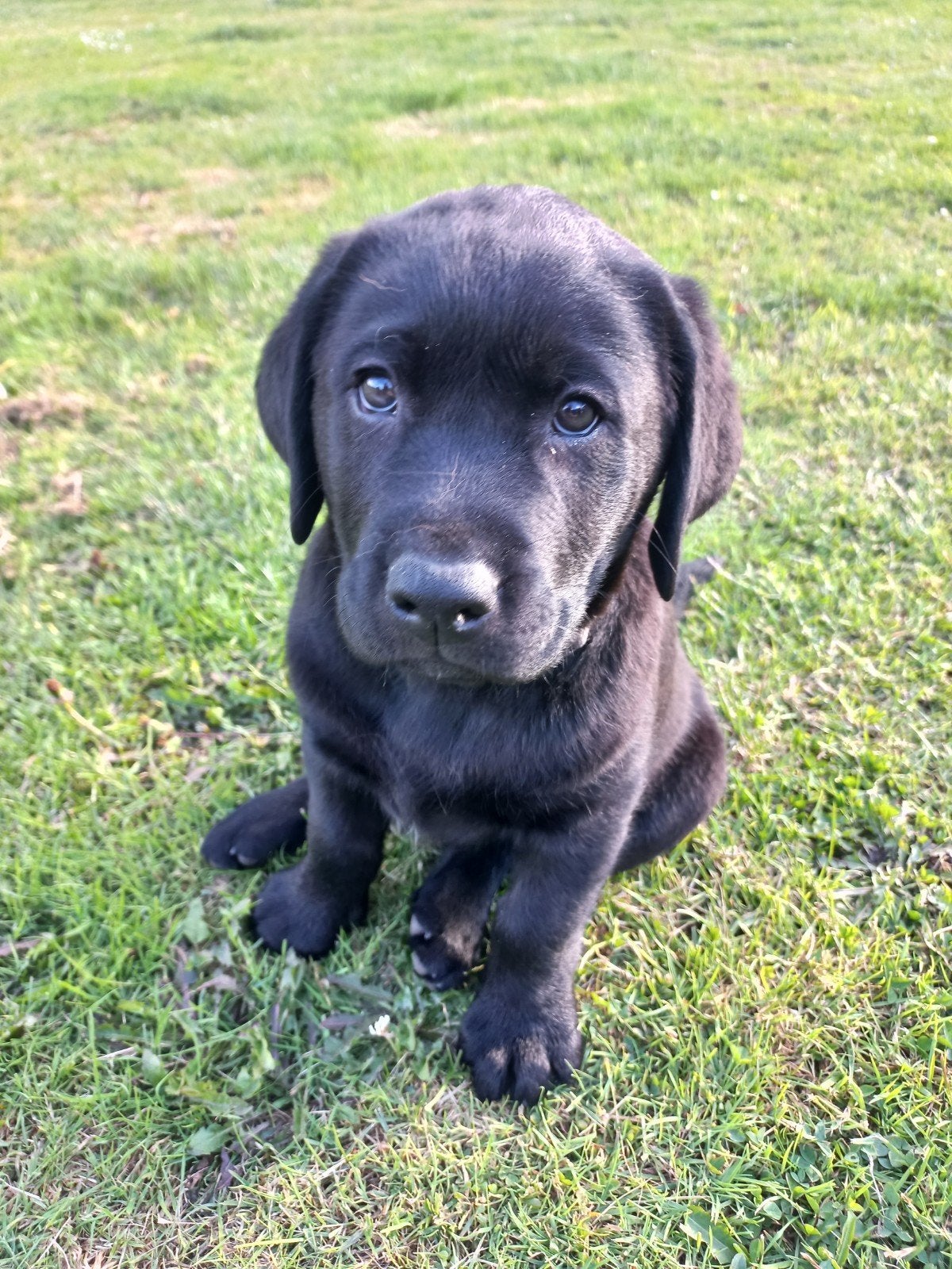 Labrador pups 2 zwarte reuen, Dieren en Toebehoren, Honden | Retrievers, Spaniëls en Waterhonden, Parvo, 8 tot 15 weken, Labrador retriever