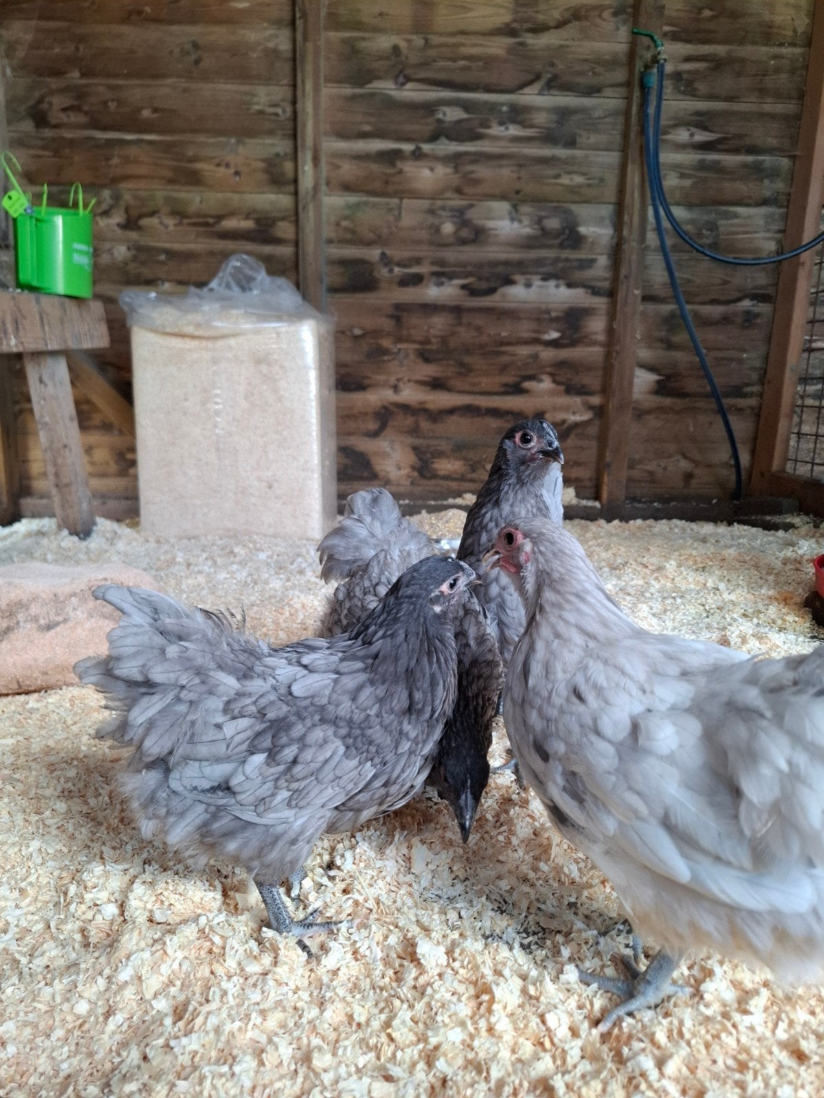 Prachtige orpington kriel hennetjes, Dieren en Toebehoren, Pluimvee, Vrouwelijk, Kip