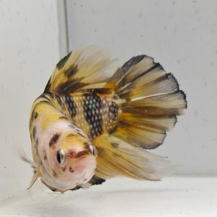 Betta splendens man 35, Vis