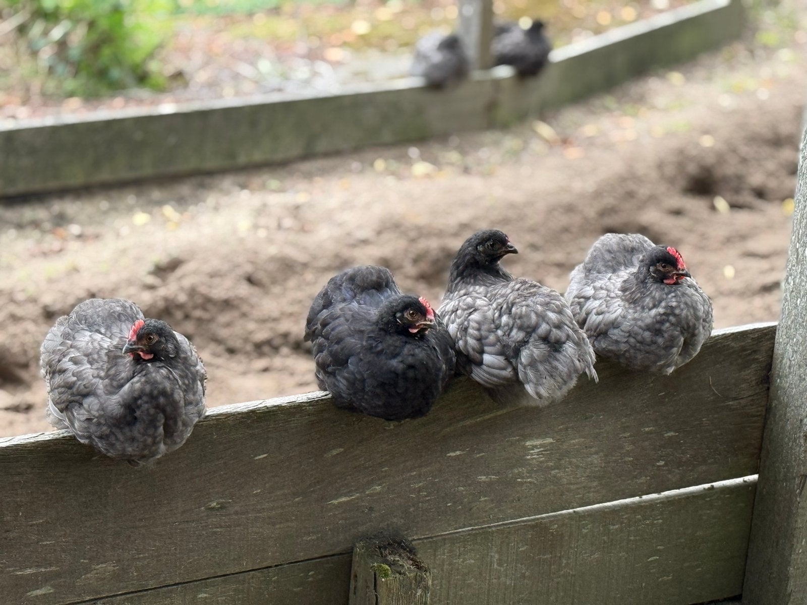 Haantjes 11 weken oud gratis afhalen, Dieren en Toebehoren, Mannelijk, Kip