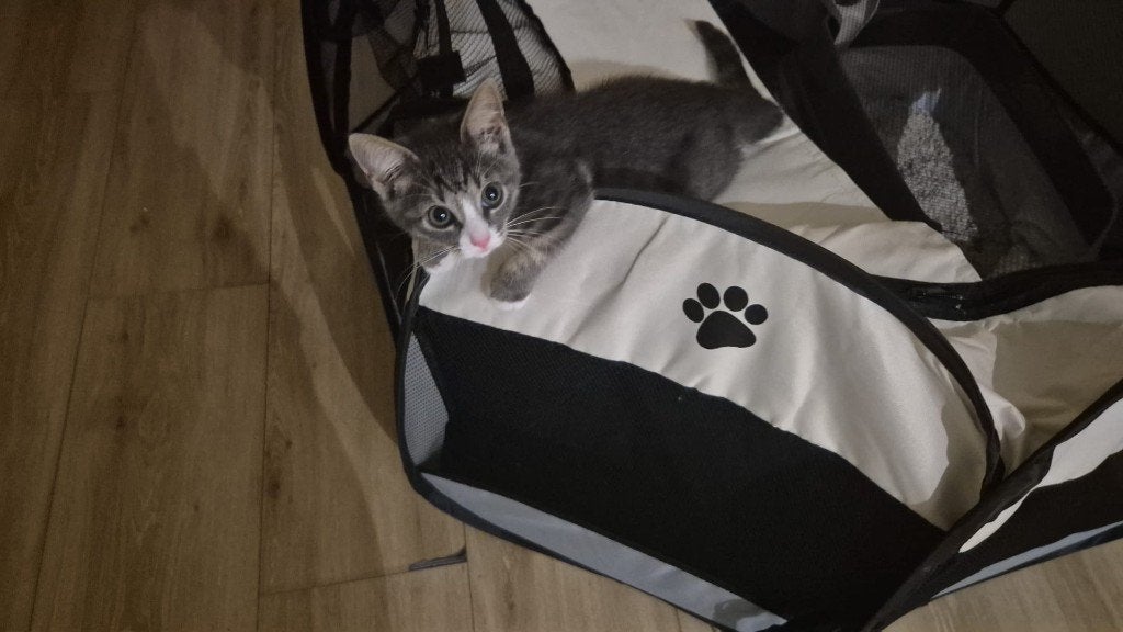 Blauwe rus kitten (kruising) 2 mnd, Dieren en Toebehoren, Poes, Ontwormd, 0 tot 2 jaar