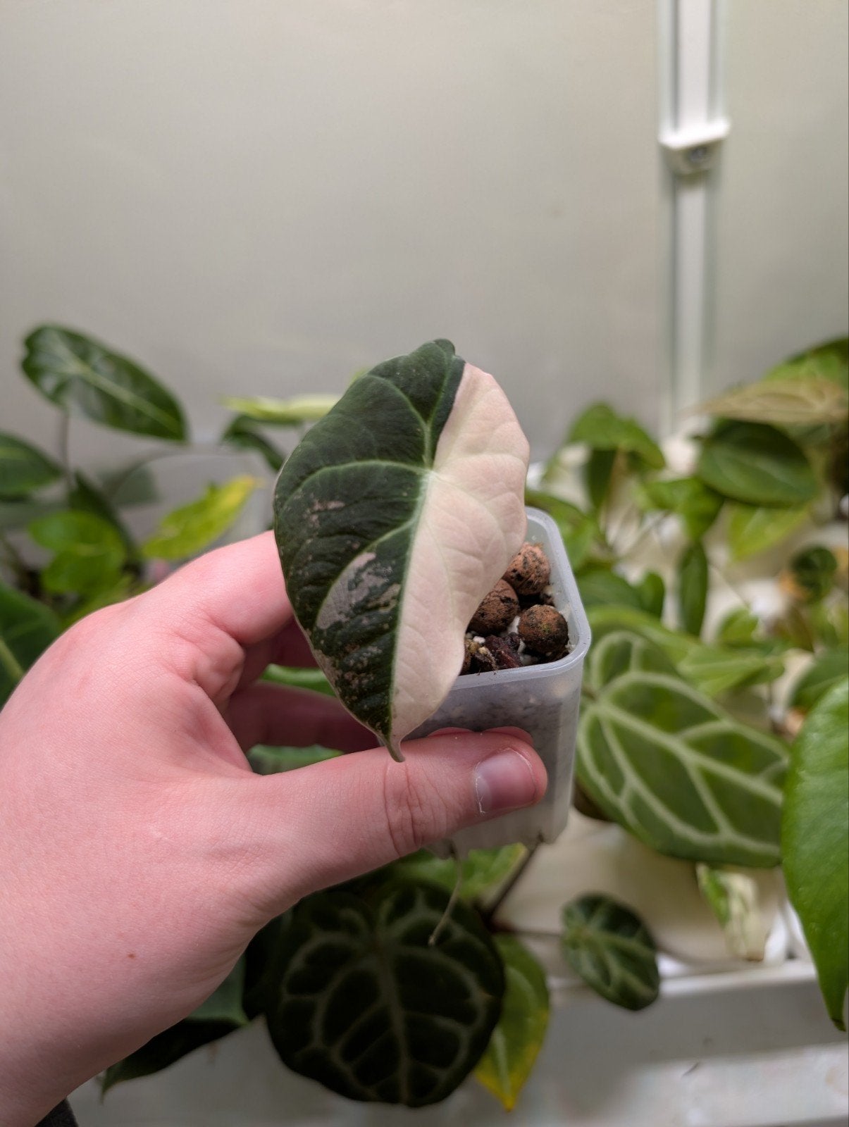 Alocasia Black Velvet Pink Variegata, Ophalen of Verzenden, Halfschaduw, Minder dan 100 cm