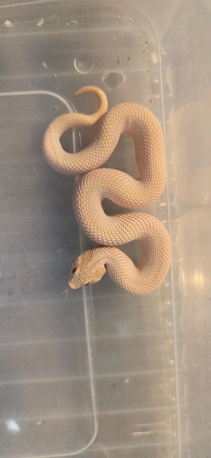 verschillende haakneusjes Hognose Snake photo 3