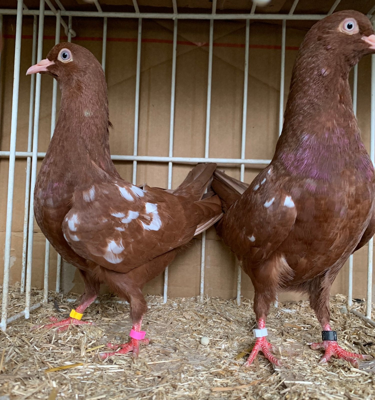 Nederlandse Hoogvliegers Vliegtype, Meerdere dieren, Overige soorten