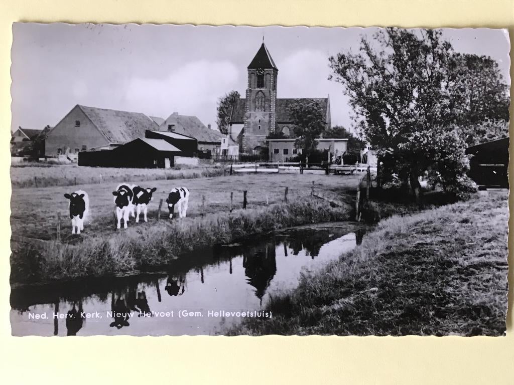 Nieuw-Helvoet Ned.Herv.Kerk Koeien 1965, Verzenden, 1960 tot 1980, Gelopen, Zuid-Holland