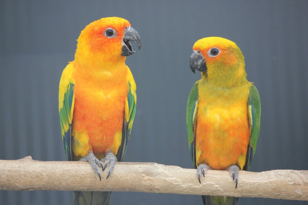 Halsband, Zonparkiet, Kaketoe..., Meerdere dieren, Papegaai, Geringd