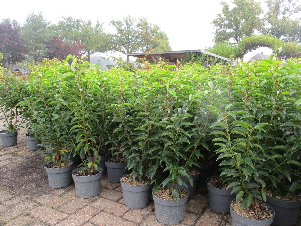Aanbieding: Portugese Laurier vanaf 40/60 cm, Ophalen, Laurier, Haag, Minder dan 100 cm