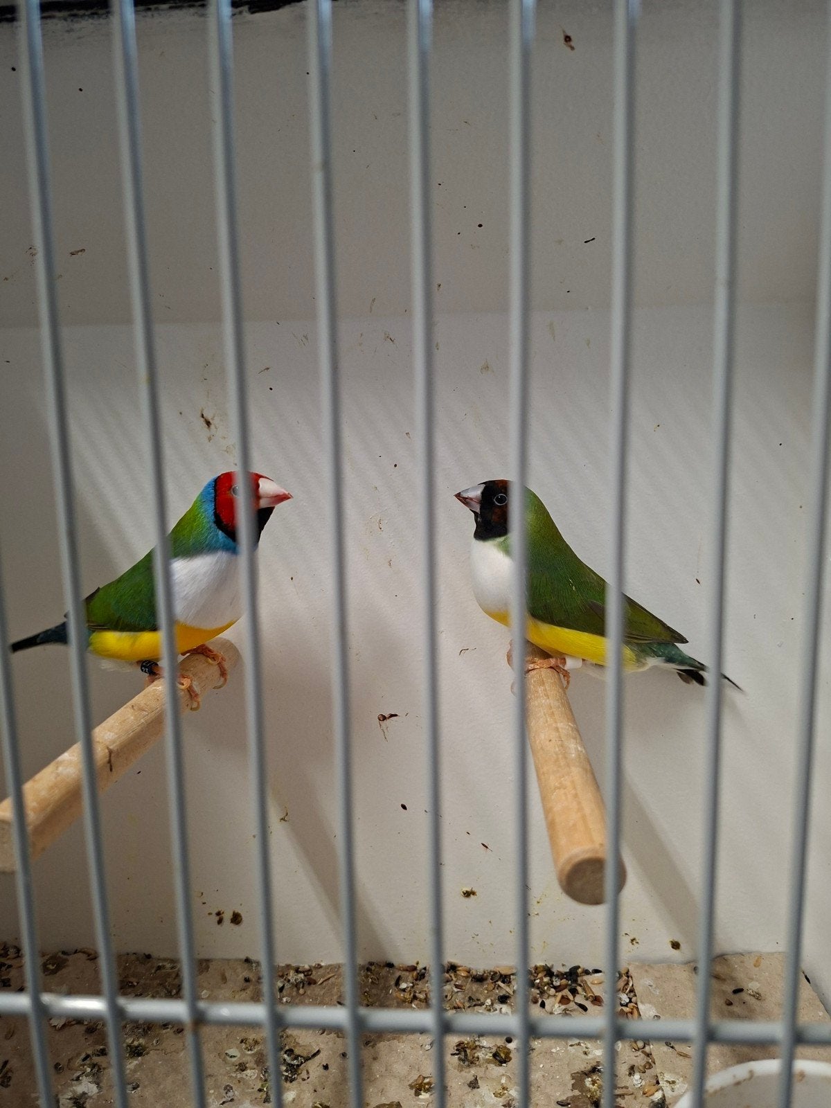 gould amadinne  goulds, Meerdere dieren, Tropenvogel, Geringd