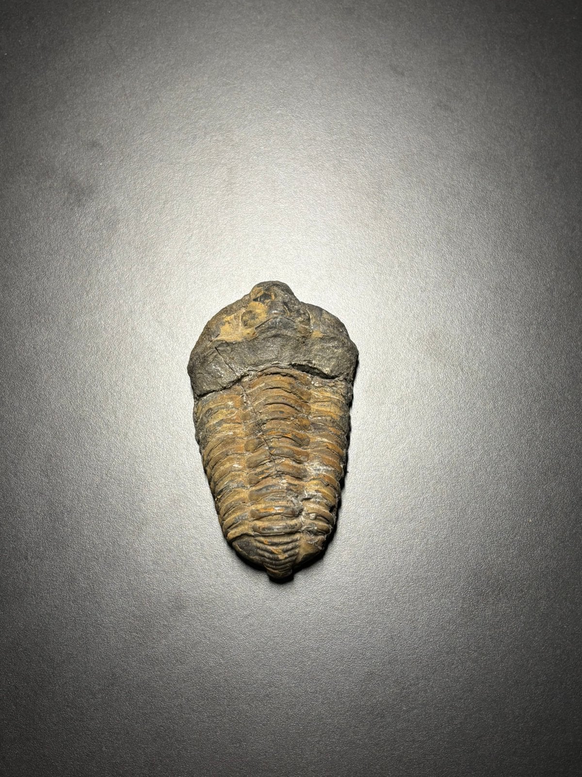 Fossiel van een dier/insect, Ophalen of Verzenden, Fossiel