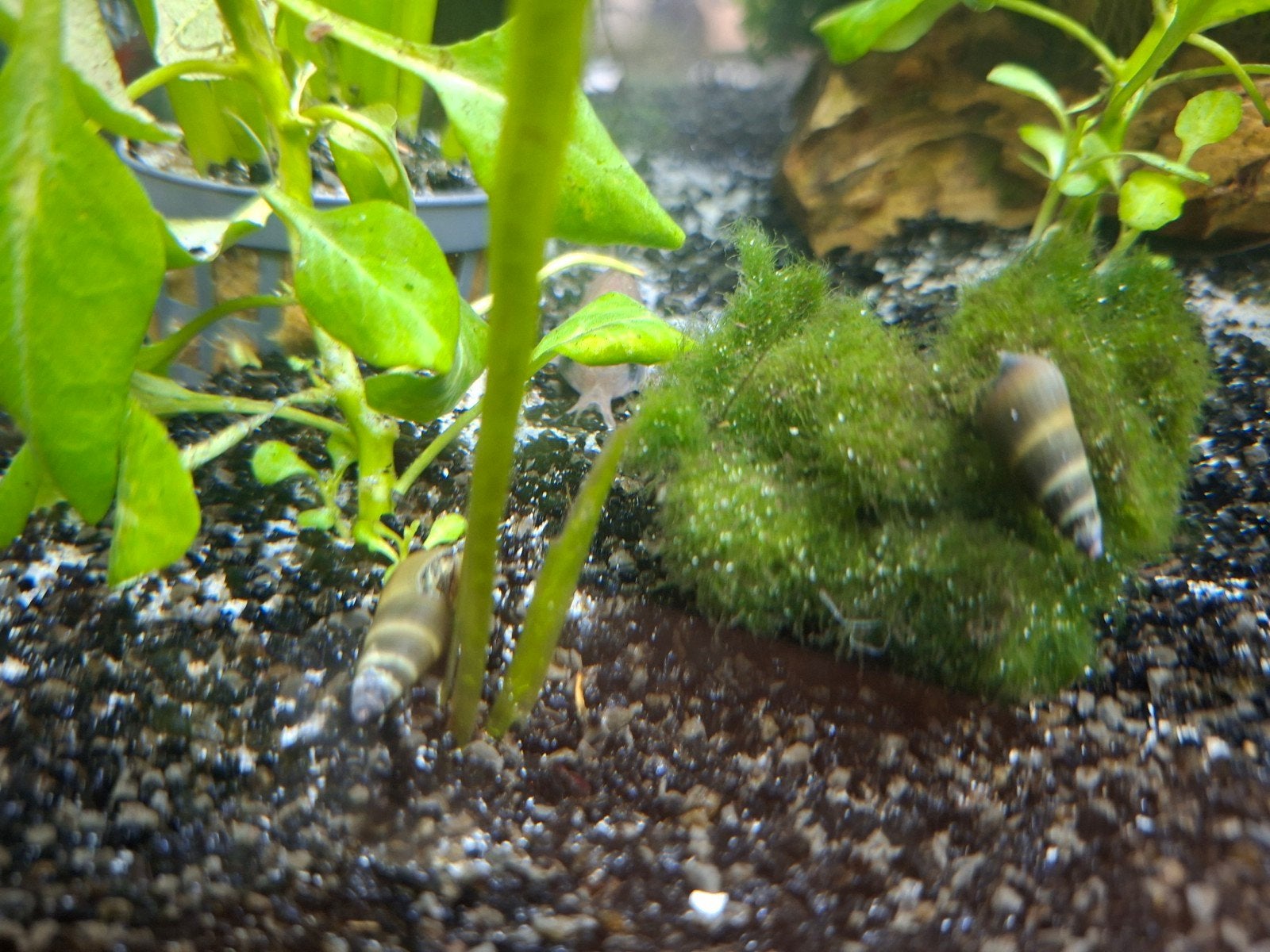 Rabbit snail 10 stuks 2-4cm (geen Helena, slak etende slak!), Slak of Weekdier