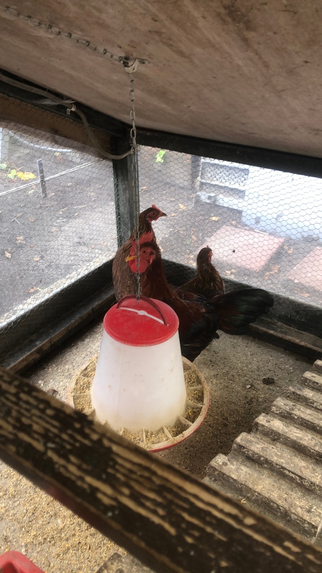 Welsumer kriel trio te koop, Dieren en Toebehoren, Meerdere dieren, Kip