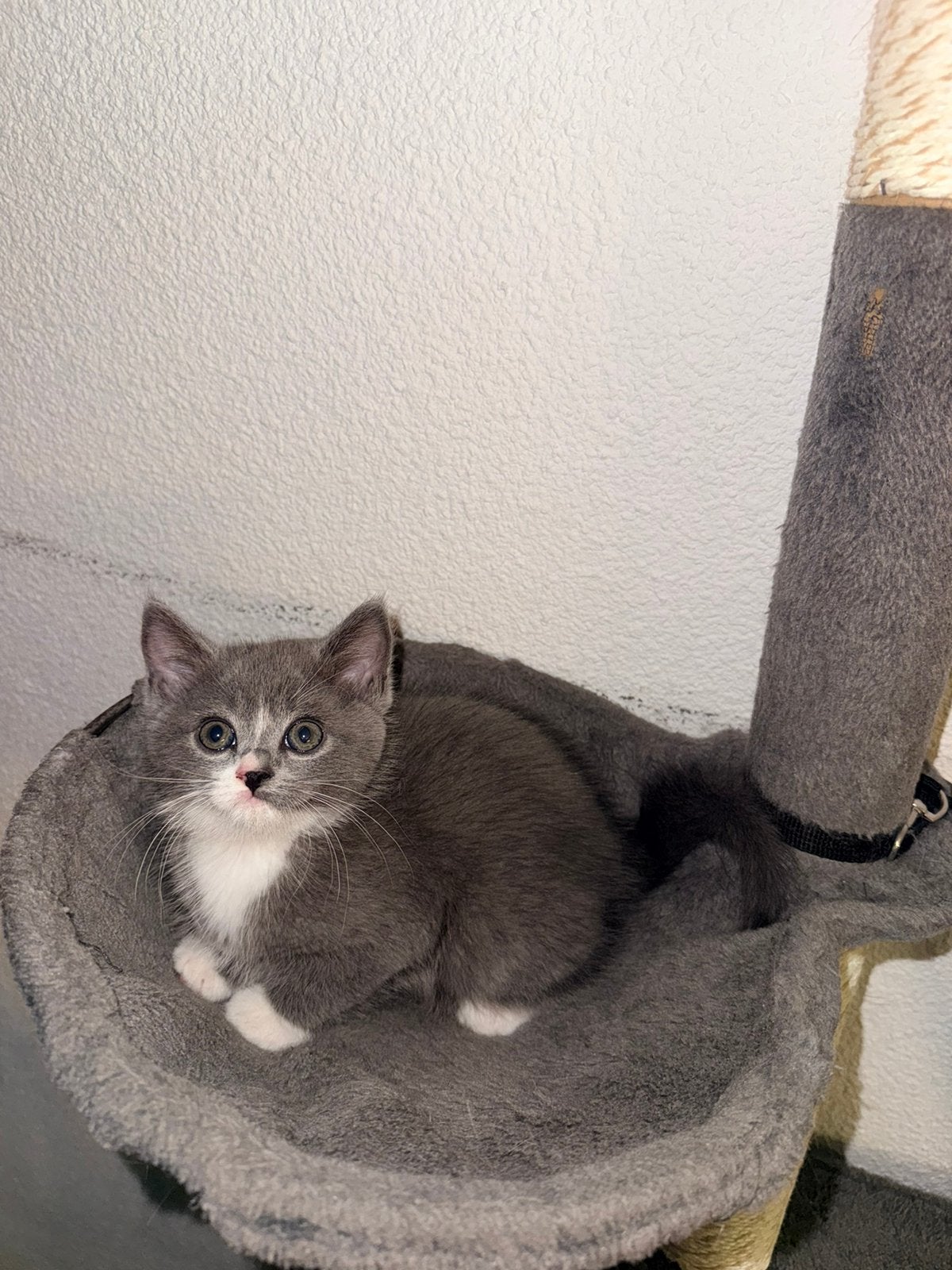 Britse kitten, Kater, Ontwormd