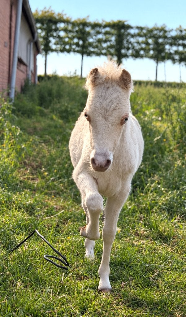 Miniatuurpaard paard hengstenveulen, Hengst, Met stamboom, 0 tot 2 jaar