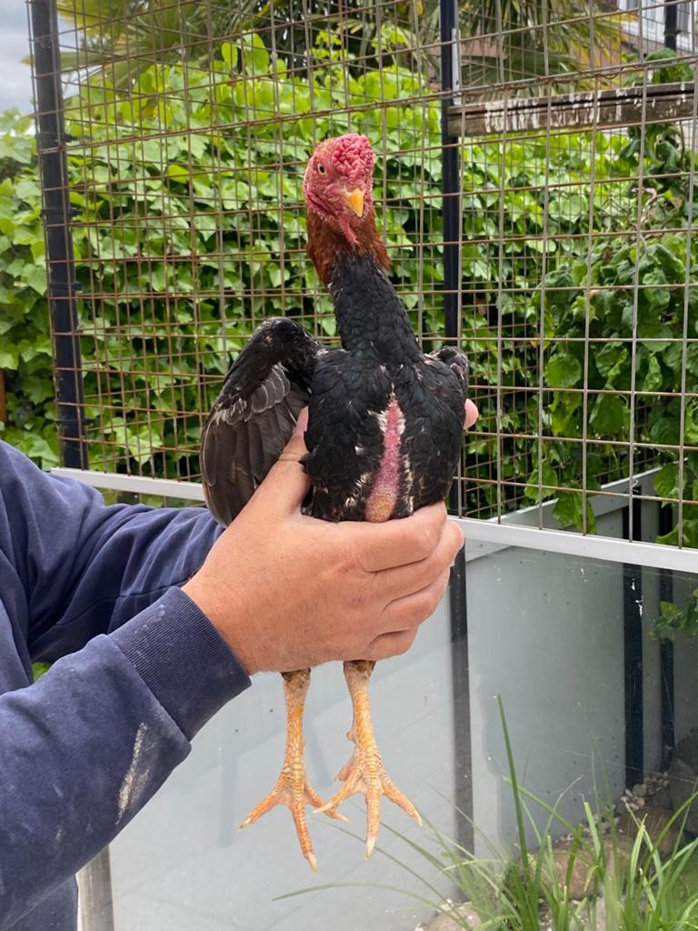 Ko Shamo haantje goede kwaliteit tarwe kleur, Dieren en Toebehoren, Mannelijk, Kip