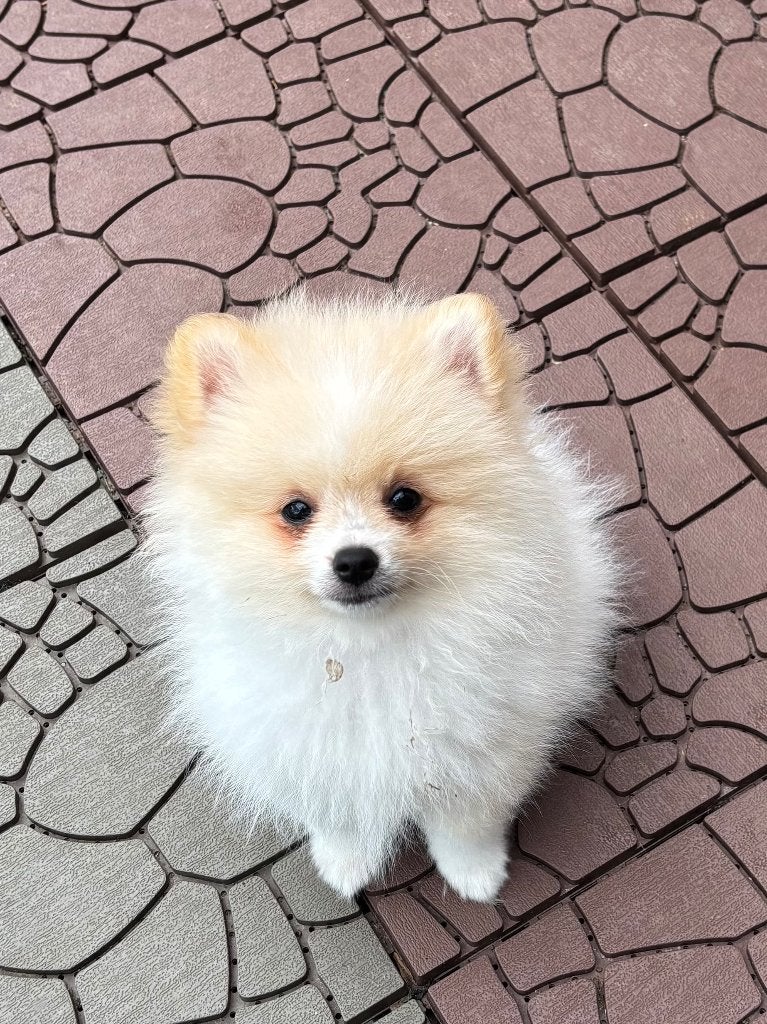 3 nog 1 klein keeshondje zoeken gouden mandje, Dieren en Toebehoren, Honden | Poolhonden, Keeshonden en Oertypen, Parvo, Keeshond