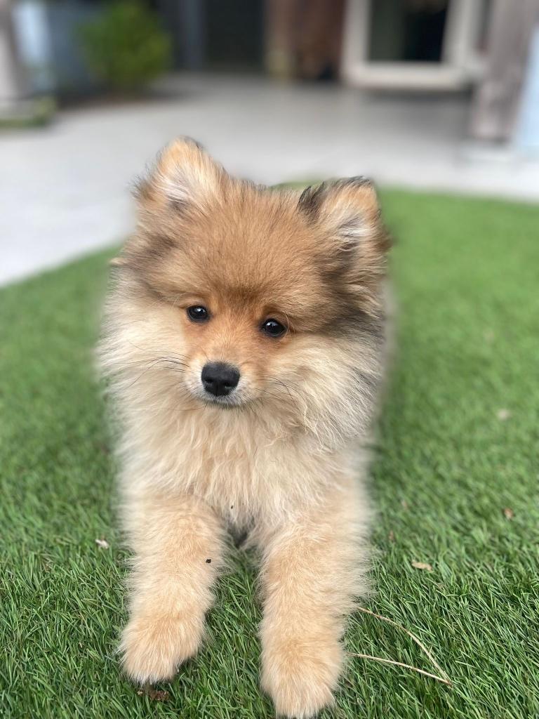 Pommeriaan (puppy), Dieren en Toebehoren, 15 weken tot 1 jaar, Parvo, Eén hond, Nederland