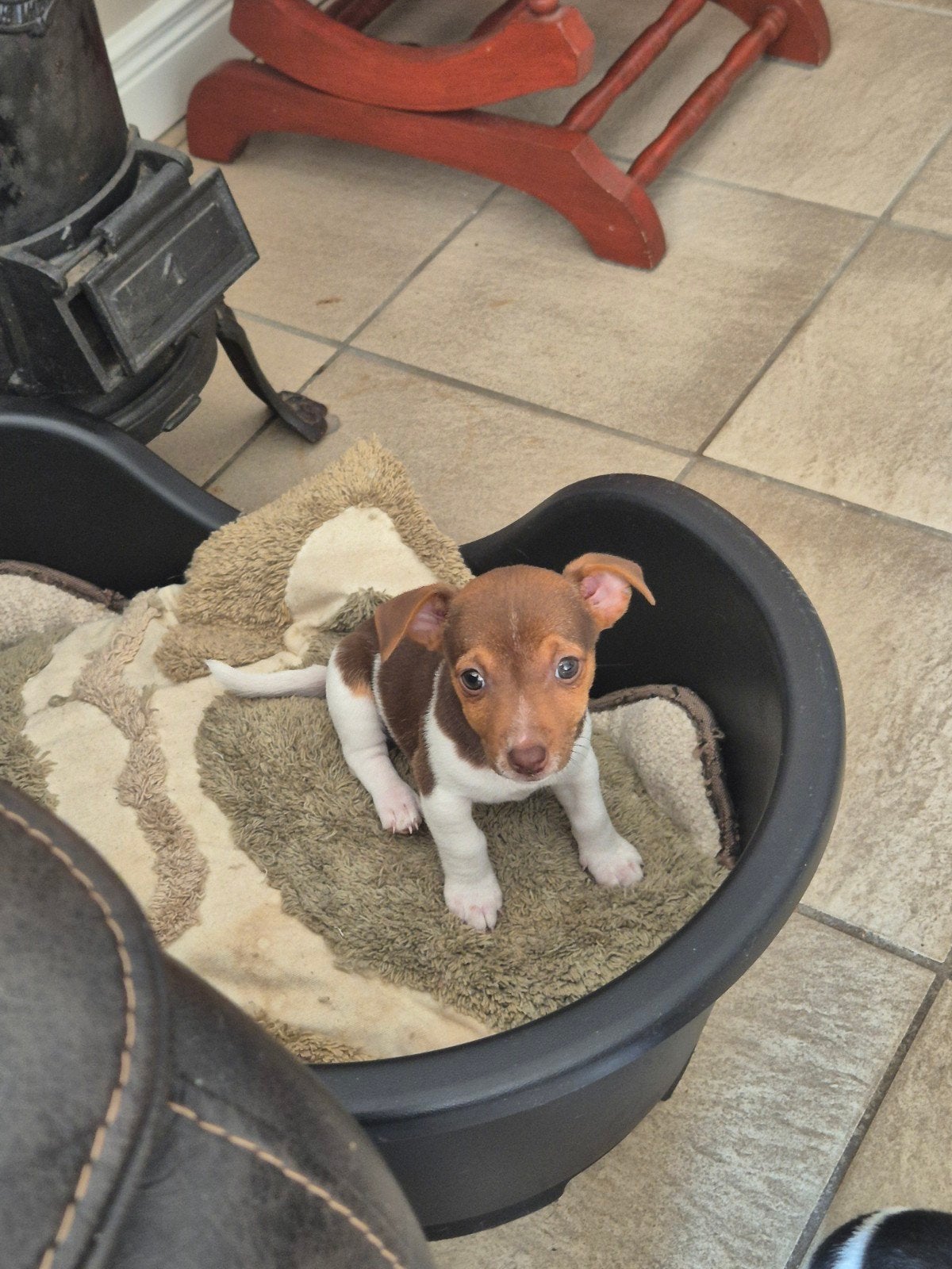 Bijzonder mooi getekende Jack Russel pups!!, Jack Russell Terriër, 8 tot 15 weken, Meerdere, Meerdere dieren