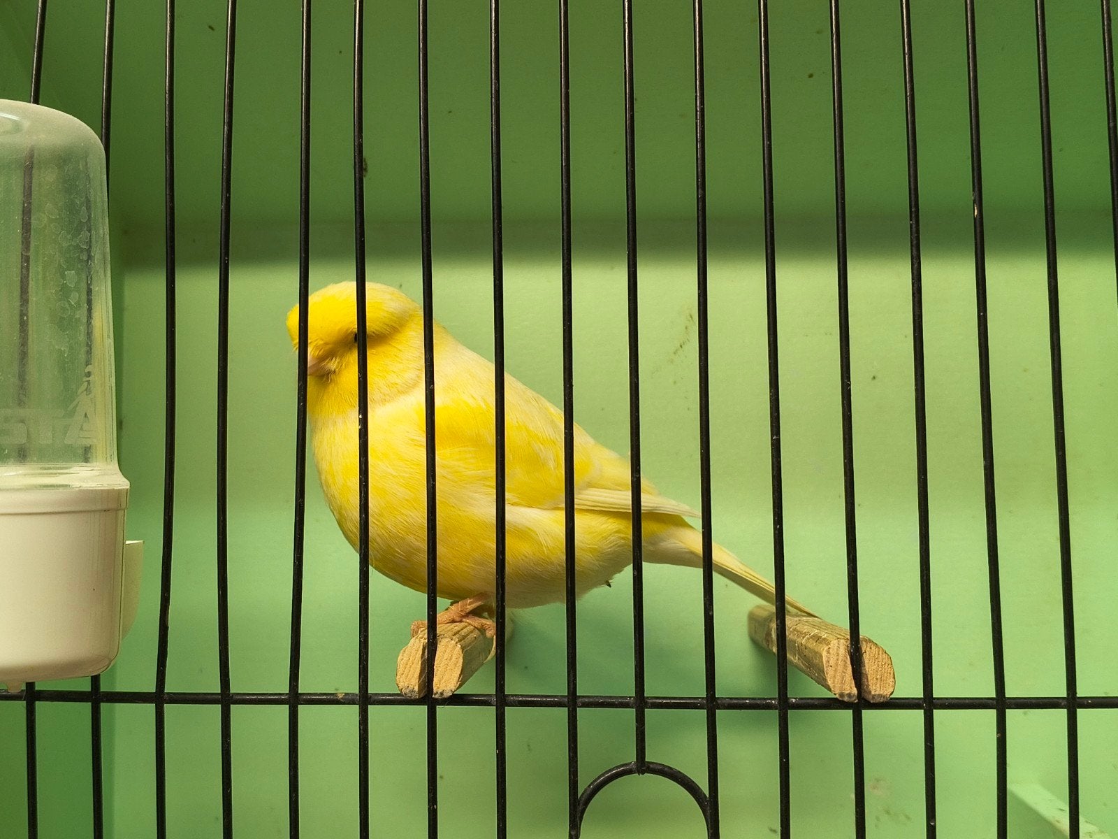 koppel gloster, Meerdere dieren, Postuurkanarie