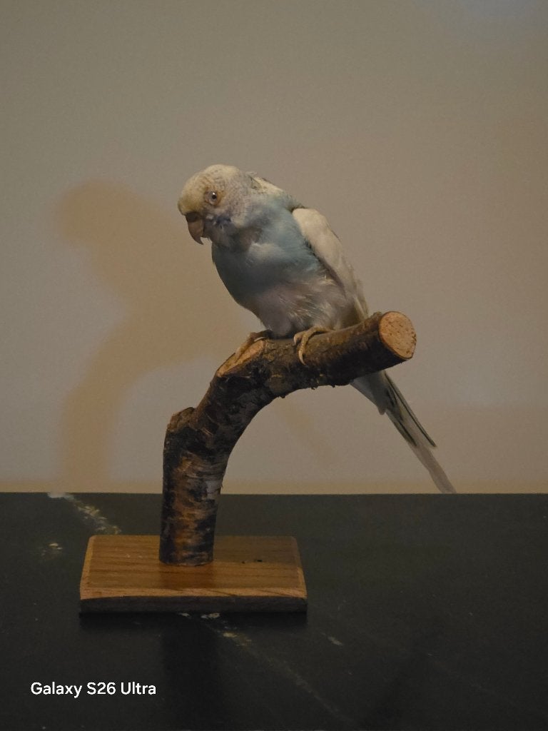 Taxidermie opgezette grasparkiet, opgezette dieren, Verzamelen, Ophalen of Verzenden, Zo goed als nieuw, Vogel, Opgezet dier
