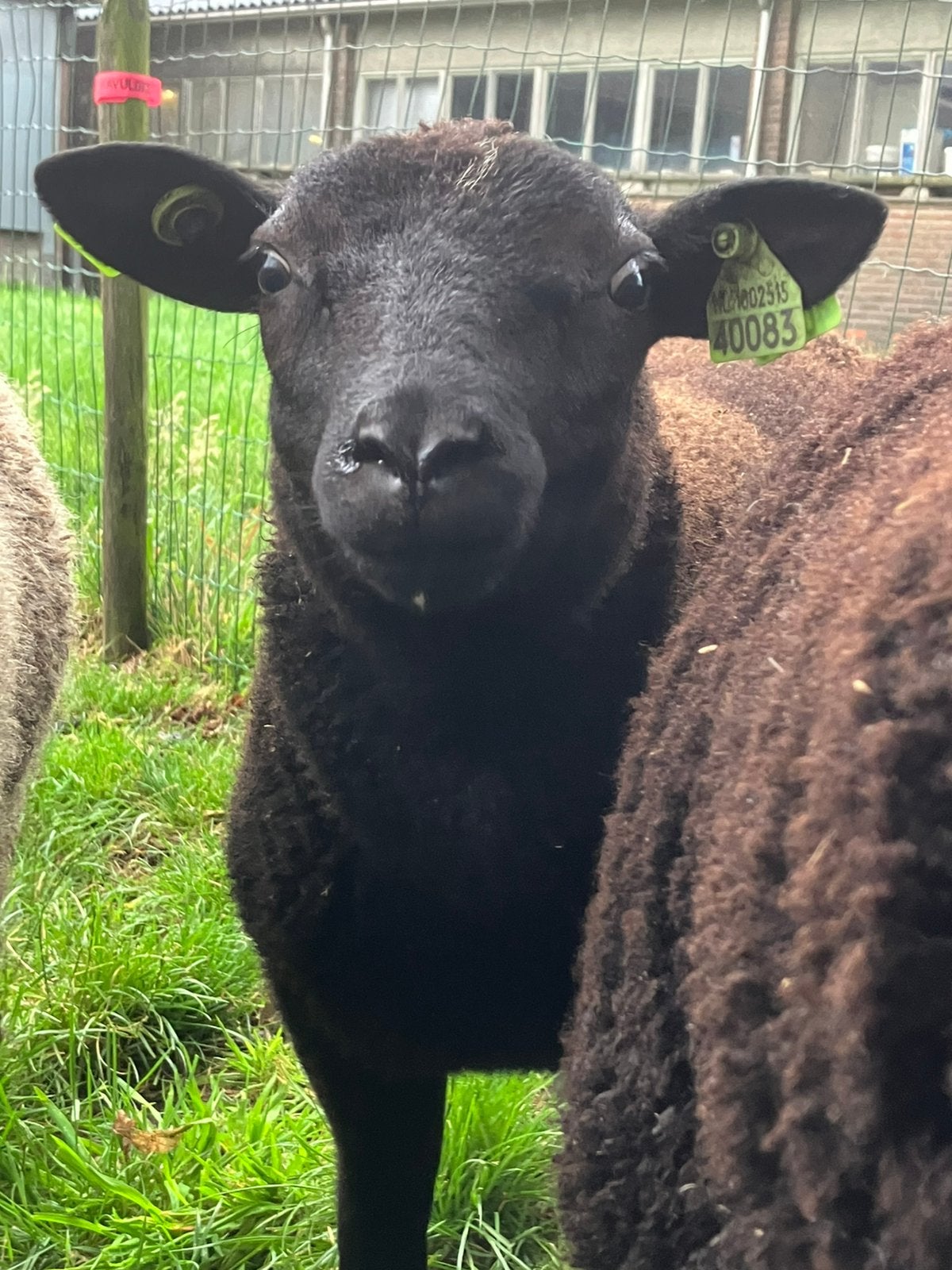 Mooi ramlam / dekram, Dieren en Toebehoren, Mannelijk, Schaap