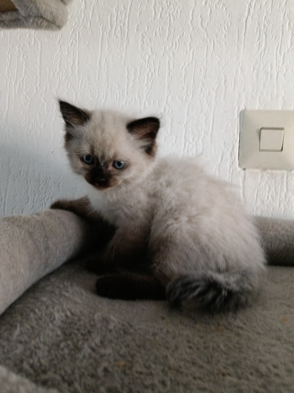 Mooie Ragdoll kittens, Meerdere dieren, Ontwormd
