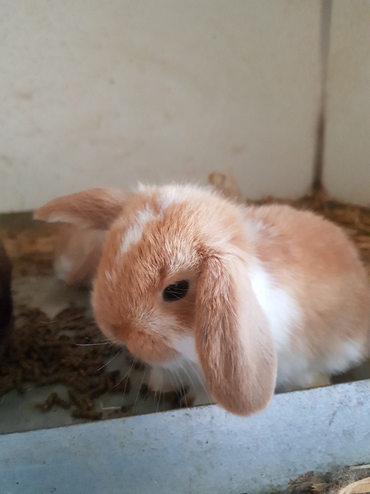 Mini lop voedster, Dieren en Toebehoren, Vrouwelijk, Dwerg, Hangoor, 0 tot 2 jaar