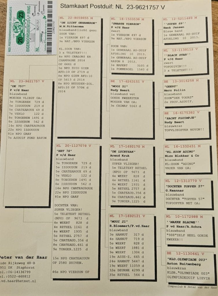 Postduif kweek doffer VD Haar, Dieren en Toebehoren, Mannelijk, Postduif