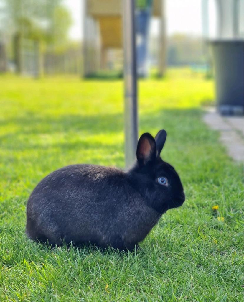 Heel mooi en lief konijn zoekt liefdevol huisje, Mannelijk, Dwerg, 0 tot 2 jaar